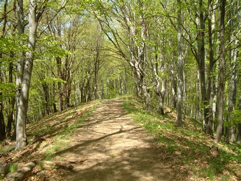 File:Forest path in the Börzsöny.JPG - Wikimedia Commons