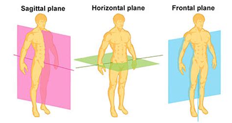 Sagittal Plane Movements