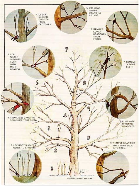 [DIAGRAM] Pruning Apple Trees Diagram - MYDIAGRAM.ONLINE