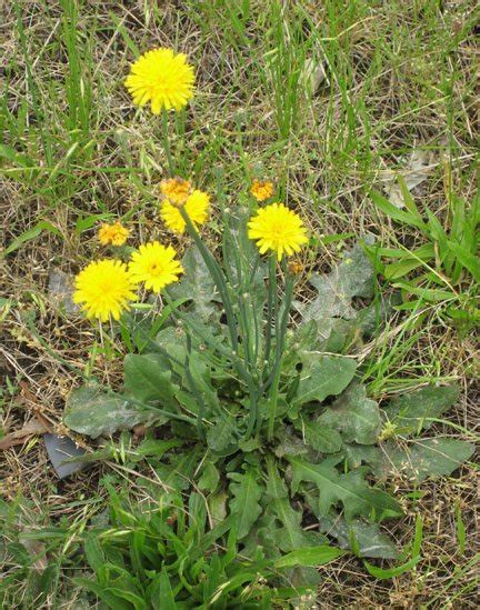 Hairy Cat's Ear - Coastal Invasive Species Committee