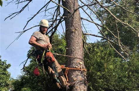 Tree Removal Woodbridge, CT | Tree Cutting Service Woodbridge | Stump Removal Near Me | Riley ...