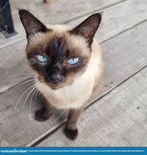 Thai Cat with Blue Eyes and Bored Face, Funny Cat Stock Photo - Image of wildcat, face: 279202672