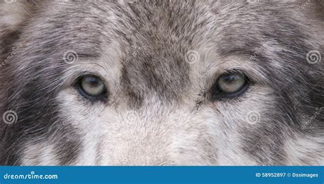 Wolf Eyes Royalty-Free Stock Photo | CartoonDealer.com #122001111