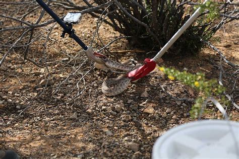 Snake Removal in Tucson, AZ | Animal Experts Inc.