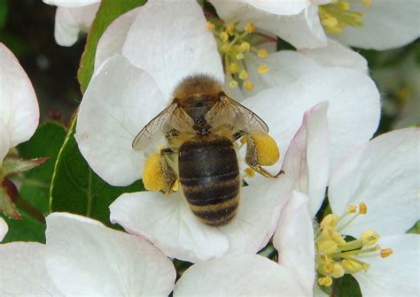 Image Apis-mellifera_4lh.jpg | BWARS