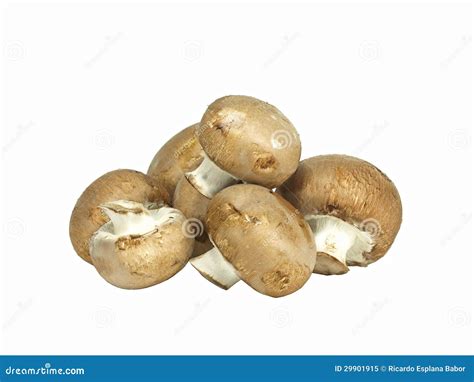 Isolated Brown Edible Mushrooms Royalty Free Stock Photo - Image: 29901915