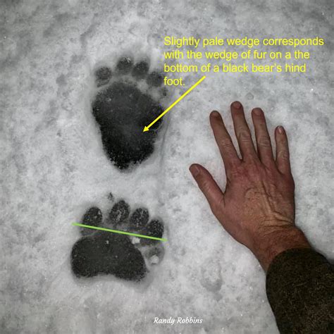 Grizzly vs Black Bear Tracks: A Careful Look - Winterberry Wildlife