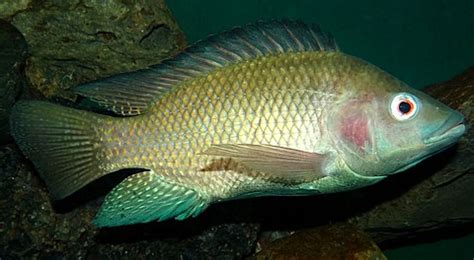 Oreochromis niloticus - Wikipedia