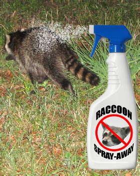 Raccoon Repellent - Natural Home Made Recipes and Tips - Humane Raccoon Removal