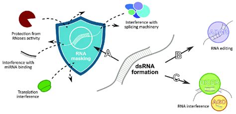 Regulatory roles of double-stranded RNA (dsRNA) formation. It may lead... | Download Scientific ...