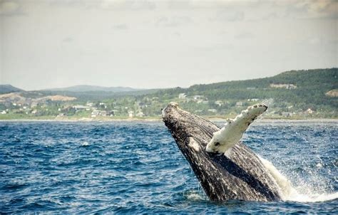 Why's Newfoundland Whale Watching is Top Rated Worldwide?