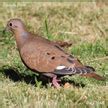 Doves (Columbidae) - North American Doves - Birds of North America