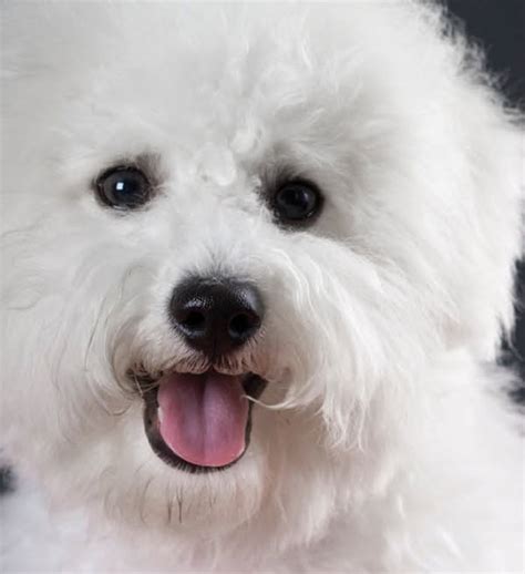 Bichon Frise | Central Texas Veterinary Specialty & Emergency Hospital