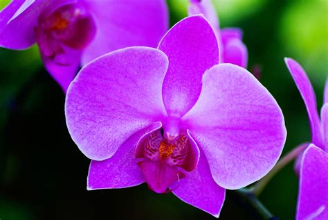 Orchid Images