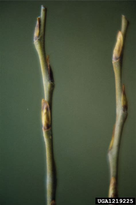 black willow (Salix nigra Marsh.)