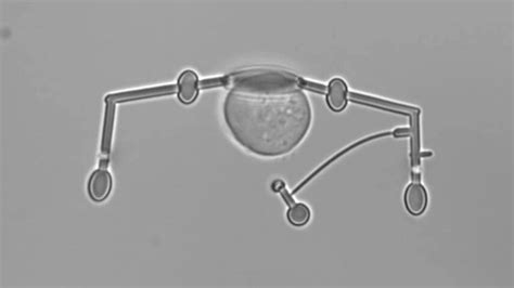 VIDEO: Single-cell manipulation with laser-powered microbots