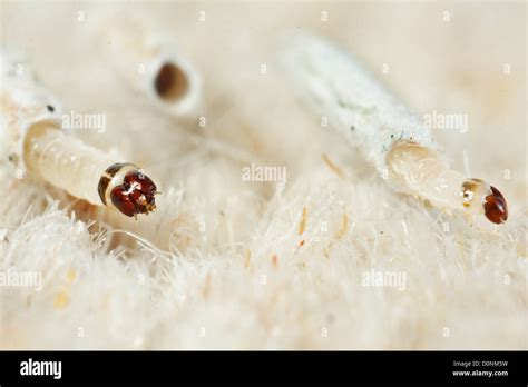 Carpet or Common clothes Moth Larvae Tineola bisselliella Stock Photo - Alamy