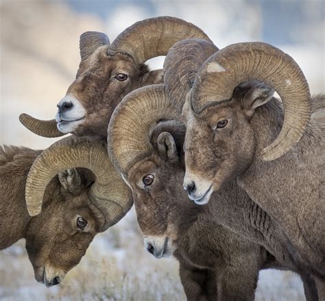 Bighorn Sheep | The Huddle