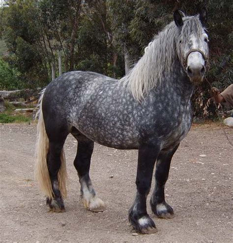 Percheron - The Horse Breed Wiki