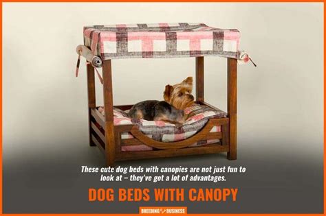 10 Best Dog Beds with Canopy – Indoor, Outdoor, Elevated & FAQs