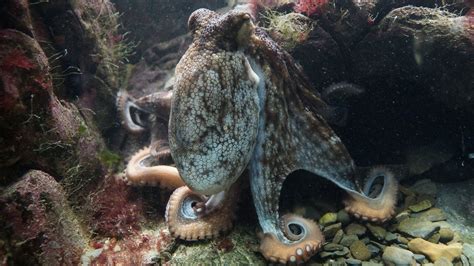 No nerves lost: Octopuses can regenerate their nervous system. – oceanbites