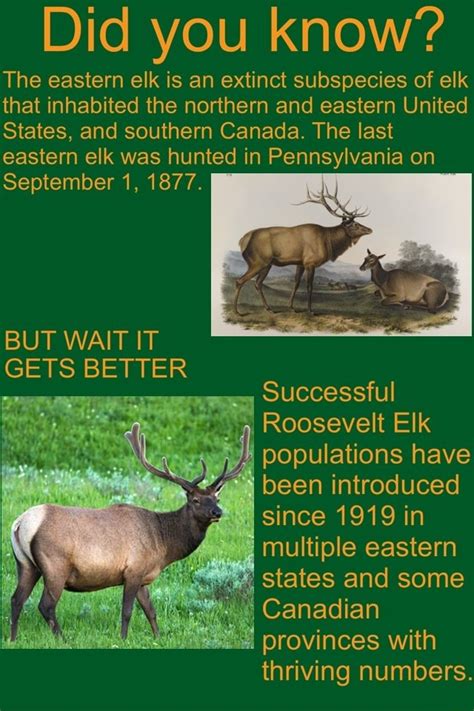 Did you know? The eastern elk is an extinct subspecies of elk that inhabited the northern and ...