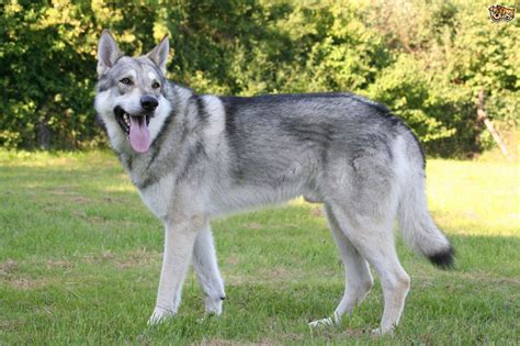 Saarloos Wolfdog Breed Information and Photos