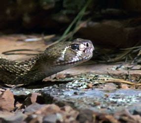 Victims of Venom | Rattlesnake Roundup | Nature | PBS