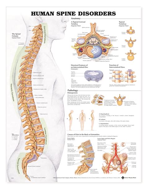 [DIAGRAM] Lumbar Spine Diagram Labeled - MYDIAGRAM.ONLINE