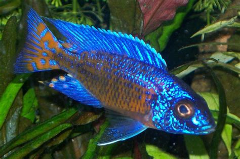 Top 23 Most Colorful Freshwater Fish for Your Aquarium