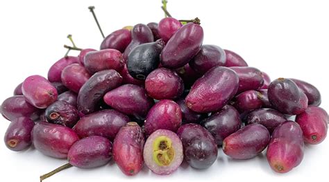 Purple Jamblang Fruit Information and Facts