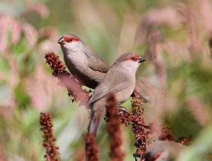 Common Waxbill – birdfinding.info