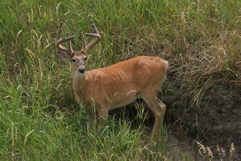 11 Cool Facts: How Whitetail Bucks Grow Antlers - Big Deer