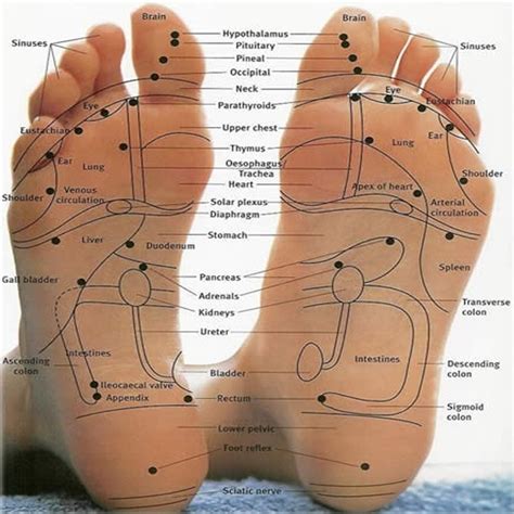 foot-reflexology-chart - Sole Therapy