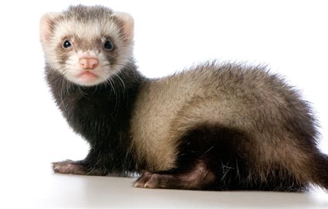 Beginner's Guide to Ferret Care - VetCare Pet Hospital