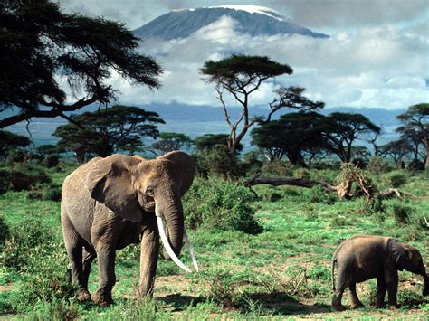 Phoebettmh Travel: (Tanzania) – Kilimanjaro - Highest Mountain in Africa