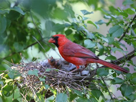 Cardinal Nesting (Behavior, Eggs, Location + FAQs) | Birdfact