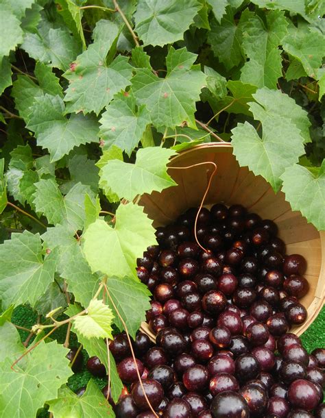 Fresh Fruit - Supreme Muscadine - 4 Quarts - Ison's Nursery & Vineyard