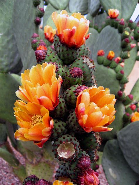 Blooming Cactus Photograph by Harvie Brown