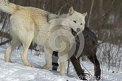 Wolf Pack Behavior Royalty Free Stock Image - Image: 12522566