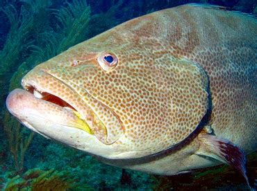 Black Grouper - Mycteroperca bonaci - Groupers - - Caribbean Reefs