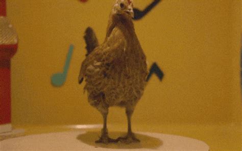 Chicken Dance GIFs - Find & Share on GIPHY