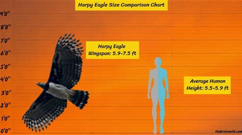 Harpy Eagle Wingspan: How Does It Compare With Others?, 55% OFF