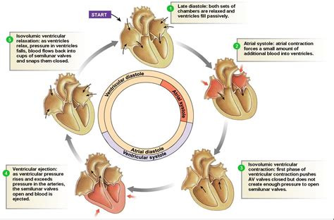 Associate Degree Nursing Physiology Review | Cardiac cycle, Physiology ...