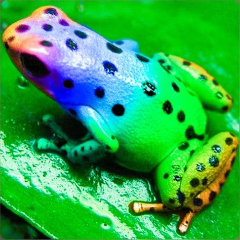 Pictures Of The Poison Dart Frog - Frogs Dart Poison Frog Rainbow Colors Rainforest Many Animals ...