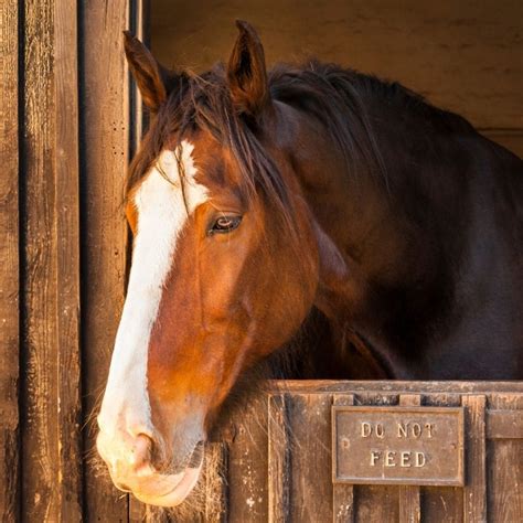 Shire Horse: Breed Profile for the World's Largest Horse - Helpful Horse Hints