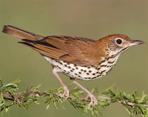 Wood Thrush: Melodious Songbird with Conservation Concerns