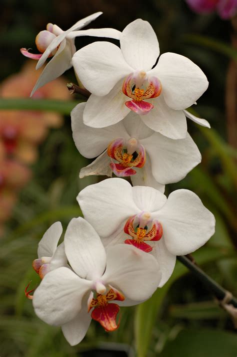 File:Orchid Cultivar White Flowers 2000px.jpg - Wikimedia Commons