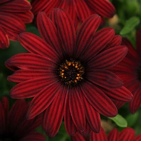 Osteospermum 'Serenity™ Red' African Daisy 6" Pot - Hello Hello Plants