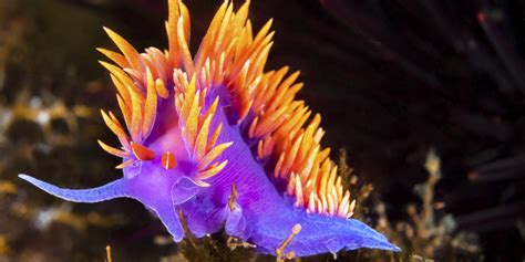 Stunning Photos Of Tropical Sea Creatures Will Make You Rethink How You Feel About Slugs | HuffPost